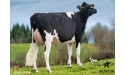 EXTREME - Prim'Holstein